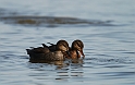 Gadwall - A